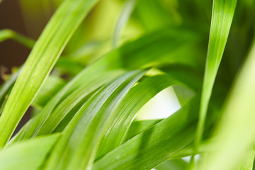 water drops on the green grass