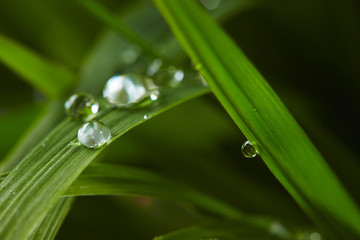 water drops on the green grass