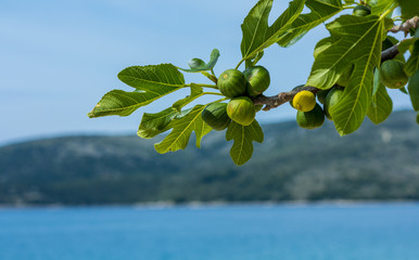 figs ripening in the sun on a tree in Croatia