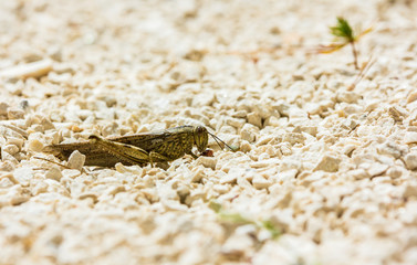 European locust eating among limestone pebbles