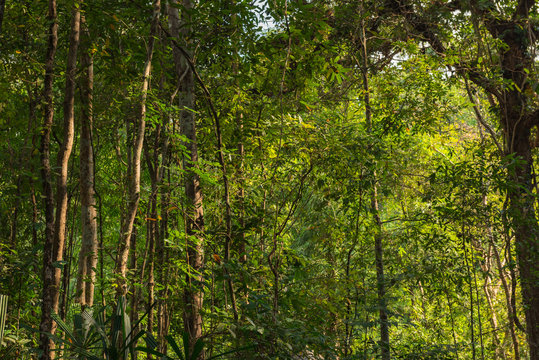 Fototapeta Landscape of tropical forest in Thailand.