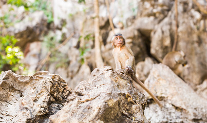 cute monkey lives in a natural forest of Thailand.