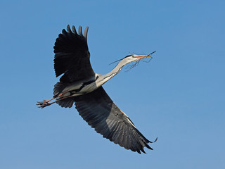 Obraz premium Grey heron (Ardea cinerea)