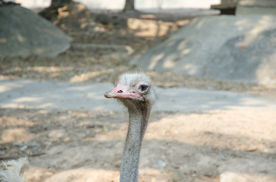 ostrich bird and neck in the park
