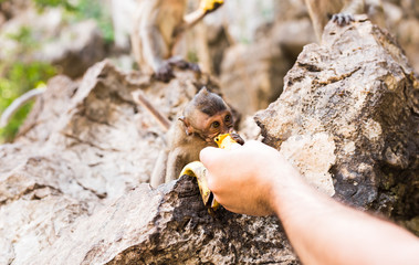 the monkey sits and eats banana