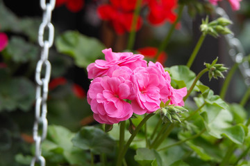 Pelargonium red and pink