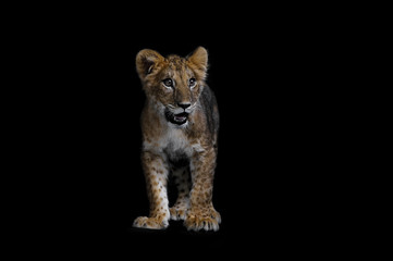 Fototapeta na wymiar Lion Cub on black background