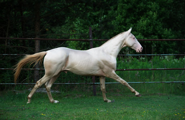 running creamello purebred akhalteke stallion in paddock