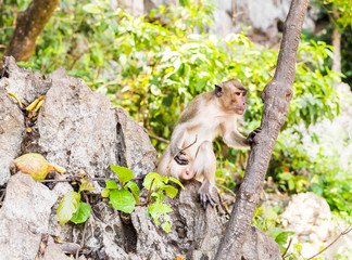 cute monkey lives in a natural forest of Thailand.