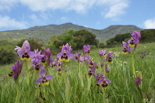 Ophrys tenthredinifera. Primavera