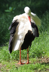 stehender Storch