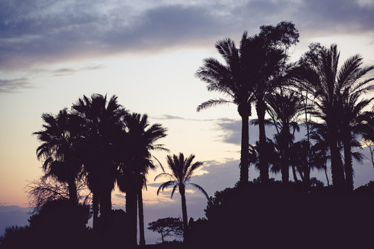 Silhouette of palm trees at sunset with vintage color toning and shallow depth of field.
