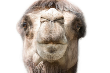 Head of a camel close up