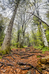 Group of tourists taking hike through foggy forest in Romania Carpathian mountains. HDR image