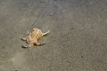 Shell in the sand on the beach