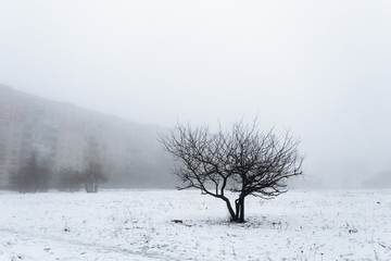 One tree standing in the middle of the field. All around in the fog. Against the background is gray building