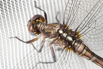 Dragonfly on white curtain