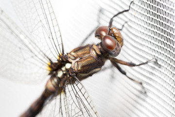 Dragonfly on white curtain