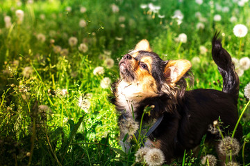 A cute chihuahua in the dandelions field.