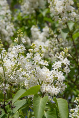 White lilac blooming