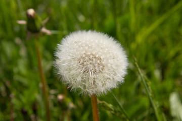 Dandelion's blow ball