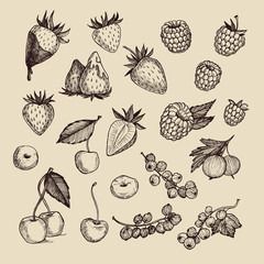 Hand drawn vector illustrations - Collection of berries 