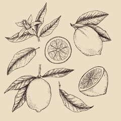 Hand drawn illustration - Collections of Lemons. Branch 