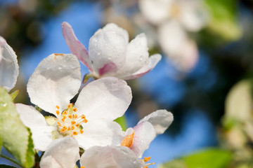 white flower apple blossom close-up against of blue sky