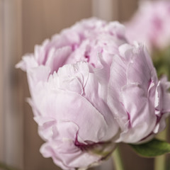 Pink petals in bloom on a peony flower
