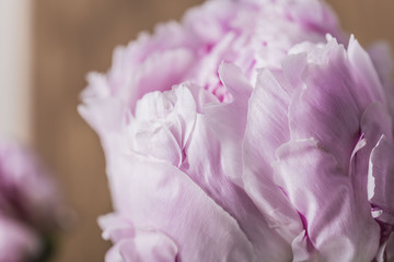 Pink petals in bloom on a peony flower