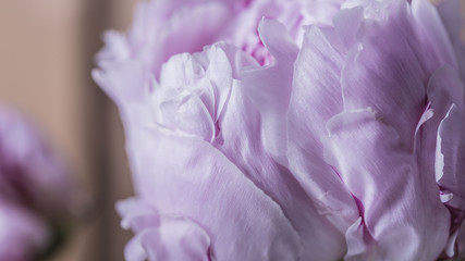 Smooth purple petals on a peony flower in bloom
