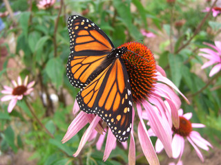 Beautiful monarch butterfly perched on a pink flower