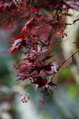 Leaves of fullmoon maple tree