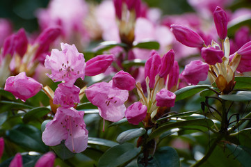 Red flower, Rhododendron, Azalea 