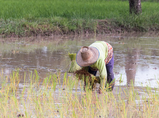 farmer transplant in the paddy field