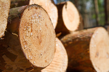 Cut down tree trunk-horizontal
