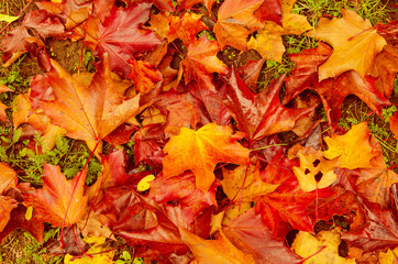 Autumn natural flat background with colorful red maple leaves on a green grass