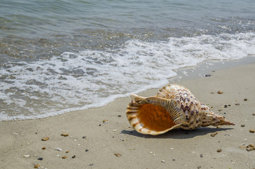 Shell Charonia Tritonis on the beach