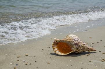 Shell Charonia Tritonis on the beach
