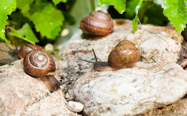 live wild snails in shells on the stone