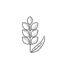 Wheat sketch icon.
