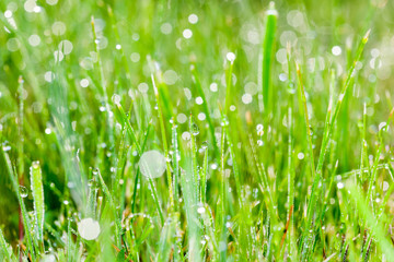 background colorful green grass in dew drops