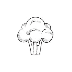 Broccoli sketch icon.