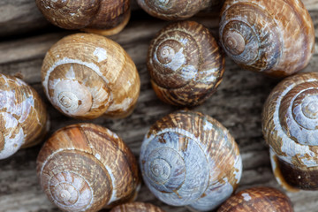 snail shells on wood plank background