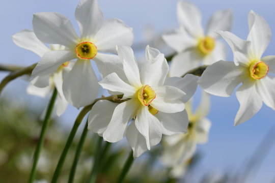 Narcissus poeticus