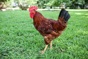 Rhode Island Red rooster on a farm