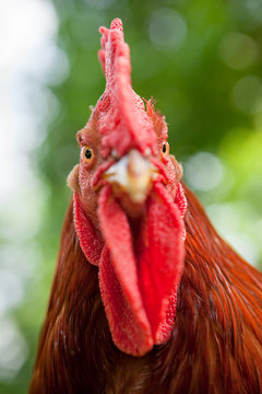 Rooster looking at camera