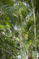Obraz na płótnie Canvas palm leaf under the sun