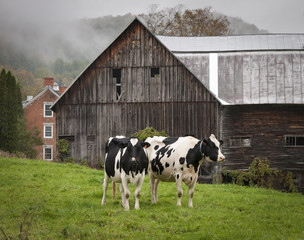 Vermont Holstein Cows: A pair of Holstein cows on a an old farm in Vermont on a misty morning in autumn - 112564198