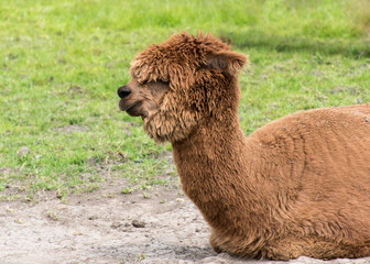 Brown Alpaca